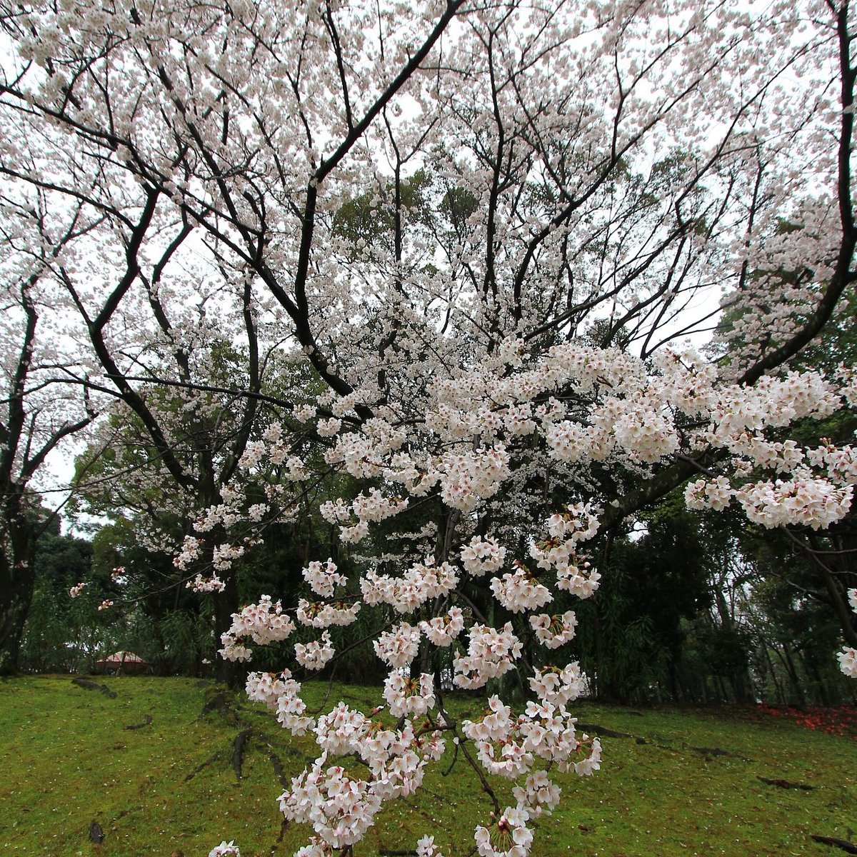 🏞️ 히다카 공원 (히다카 코엔) 이미지 1